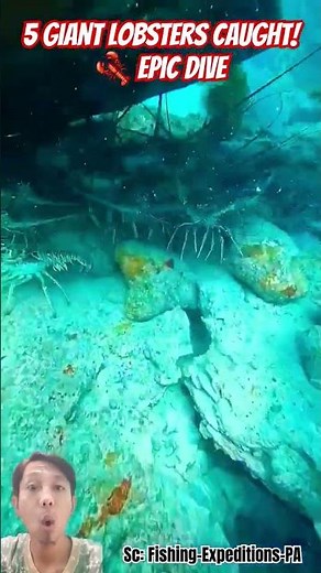 Diver Catches 5 Massive Lobsters Underwater! 🦞