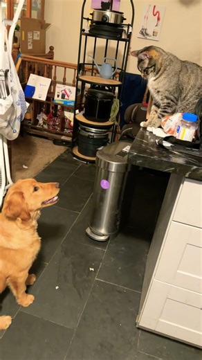 Idk what the buzzing sound is 😭😭