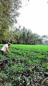 956K views · 104K reactions | Alien UFO crash tea garden | Sahanur Miah | Facebook