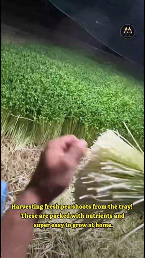 How to harvest Pea Shoots like a pro ✂️🥗 #shorts #farming #nature #greenery #foodie