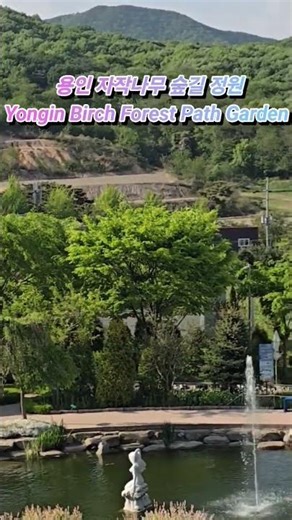2026년5월4일 용인 자작나무 숲길 정원 Yongin Birch Forest Path Garden #shorts#