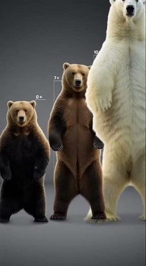 GIANT BEARS! 🤯 Bear Size Comparison (Black Bear vs. Grizzly vs. Kodiak vs. Polar Bear)