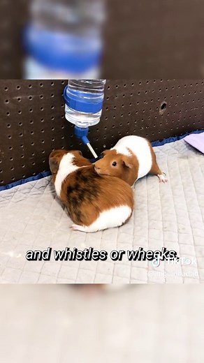 Guinea Pig vs. Hamster: Understanding the Key Differences