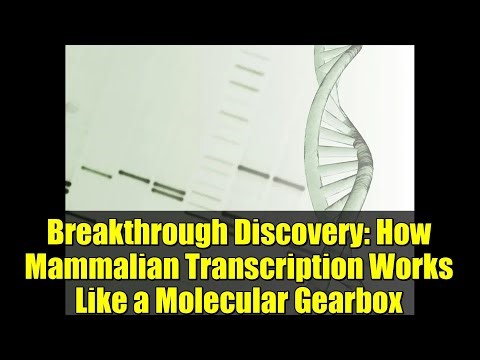 Breakthrough Discovery: How Mammalian Transcription Works Like a Molecular Gearbox