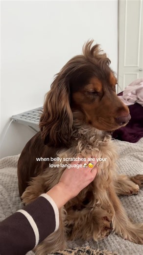 Finn the Cocker Spaniel's Belly Rub Bliss