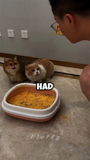 Cat Thought Her Owner Lost His Mind 😹 #CatPrank #FunnyCats