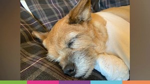 Amber's elderly owners used our Forever Care service when they could no longer look after her. The Scottish SPCA are here for your pets. | Scottish SPCA