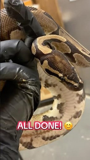 Come treat scale rot on a ball python with me #ballpython #reptilealley #reptiles #pets #cute #fyp