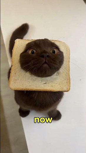 😸 This Cat Stuck in Bread Thinks Nobody Will Notice! 🥖😂#cat #catshorts #funny #funnyvideo #catlovers
