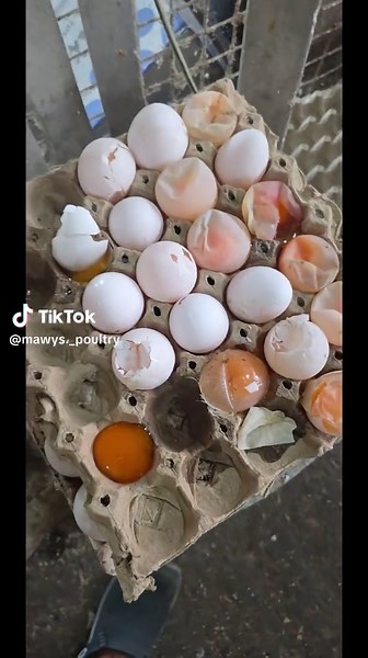 Poultry Farming Layers: Essential Tips and Insights