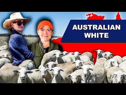 HOW TO DIRECT MARKET LAMB FOR PROFIT | AUSTRALIAN WHITE SHEEP Meat Sheep Farming BUSINESS Australia
