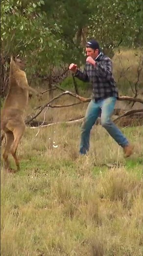 Pet Parent Rescues Pup From Kangaroo Fight!