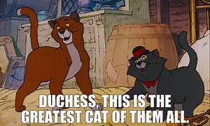 Duchess, this is the greatest cat of them all.