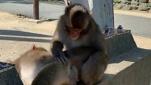 Female macaque takes over as alpha of Japanese reserve