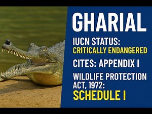 Gharial: India's Unique River Guardian | Full Conservation Story Explained!