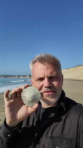 Ein Sanddollar an der Pazifischen Küste