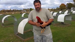 Jeremy Chandler Asil Cross Stag | Ayam Philipin