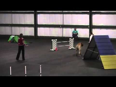Mastiff in Agility "Zeus"