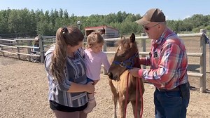 Dianne Seamans, is a Director of HAWS, and this is her daughter Marci, and granddaughter Riley. The baby is 18 months old and showed an interest in horses. This is her very first touch of a horse. Timber is such a gentleman. | Help Alberta Wildies Society