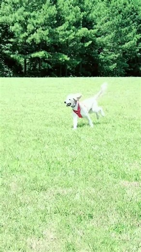 Pent up energy is the cause of a lot of problme behabiors! #runyourdogsnotyourmouth #exerciseyourdog