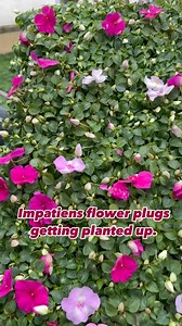 Lots of impatiens to get planted into flats for bedding plants. Impatiens are a fantastic and easy to maintain shade loving annual. One of the best things you can do for you impatiens is to give them a trim right away when planting. This will force growth and make the plants fill out. You will only need to do this once early in the spring. #impatiens #impatienswalleriana #impatiensflowers #shadeloving #shadelovingplants #greenhouselife | Sharkey's Greenhouses