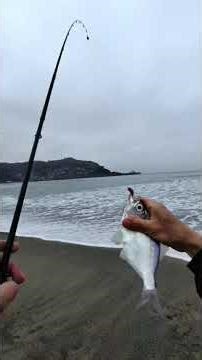 釣魚海灘 #fishing #travel #gulp #sandworms #berkley