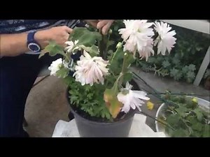 How to Grow Chrysanthemums. Winter Tasks: Pruning.