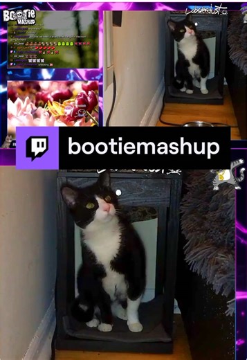 The cat makes a perfect exit