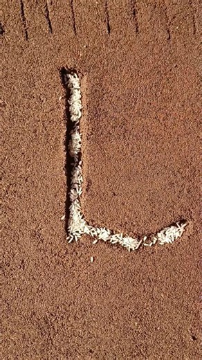 Magical "L" Letter Grown with Seeds 🌱😇