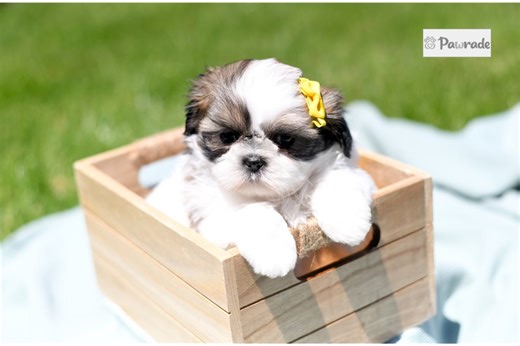 Bambi - Shih Tzu Puppy 242FE0