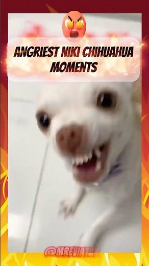 The Rage of Niki Chihuahua