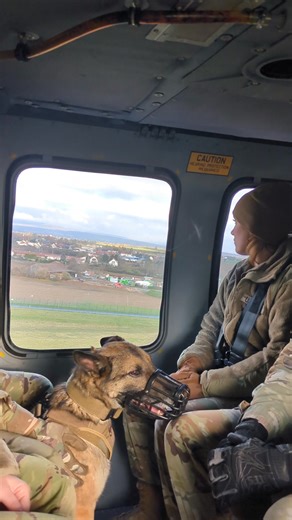 Several Military Working Dogs and their handlers from the 525th Military Police Detachment (MWD), Wiesbaden, participated in helicopter medical evacuation familiarization training today. Pilots from the A Company, 1-214th Aviation Regiment shared insights about helicopter operations, while the Wiesbaden Veterinary Treatment Facility facilitated the training to ensure MWDs and handlers had the opportunity to become more familiar with the helicopters and gain confidence in critical MEDEVAC procedu