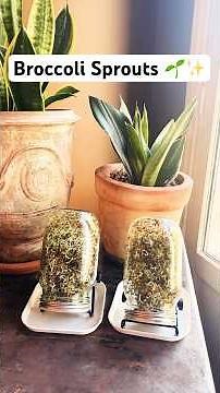 🌱✨ I can’t believe how easy it is to grow broccoli sprouts at home… 🫶🏼 #broccolisprouts #shorts
