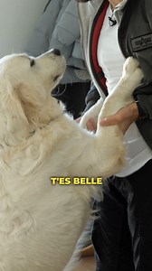 Chien qui saute : tout est dans l’attitude ! - feat. Baby à tout prix Pour apprendre à votre chien à ne pas sauter, tous nos conseils sont dans Esprit Dog Family. Rdv sur espritdog.com Merci encore à Baby à tout prix pour ce tournage ! | Esprit Dog - Tony Silvestre