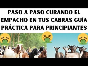 🤑📢Step by Step Curing Indigestion in Your Goats: A Practical Guide for Beginners🤑📢