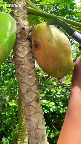 Satisfying ASMR Sounds of Fresh Fruits
