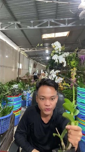 (Tham Khảo Mặt Hoa ) Hotline:090.317.7978 ☎️☎️