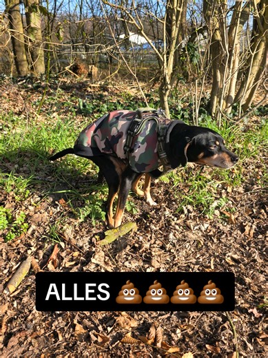 TIK TOK- WAS LOS⁉️ Die Views sind so kacke, wie der Beutelinhalt nach dem Häufchen sammeln....Bist du auch betroffen ⁉️#erinnerung #hundemama #hundeleben #hund