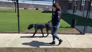 6.4K views · 354 reactions | Meet Odie! Odie is a 3-year-old Great...