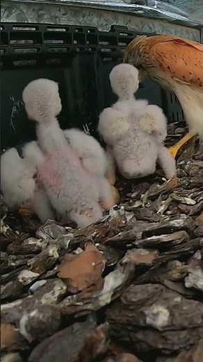 [Ep#1921] - Parent birds brings food to feed the babies in their nest, birds nest daily life #birds