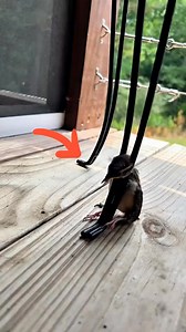 16K views · 342 reactions | The rescued sparrow insists on staying at my house.#foryou #animals #sparrow #cute #rescue | lovely.pallll | Facebook