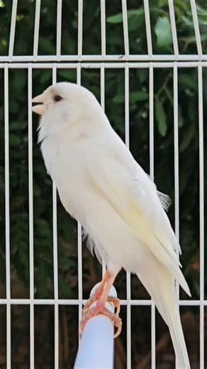 birds chirping loudly | pássaros cantando alto #animal #bird #canary