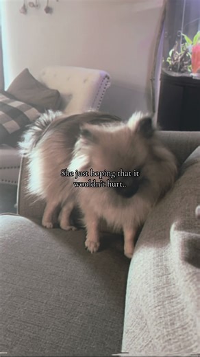 ・ Ａｇｅｎｔ_P ・ (@perrytheplatypus4540)’s videos with IT ALMOST WORKED - ᵏⁱᵗᵗʸ