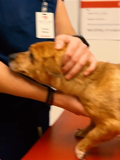 Drum bun, Caramela 🤍🐾 Caramela pleacă spre adopție. Dar nu înainte de un ultim control cardiologic, la una dintre cele mai bune clinici de cardiologie veterinară din țară. Bătrână, găsită cu bazinul fracturat, părea un caz fără șanse. Astăzi este complet recuperată și a primit undă verde de la medicul cardiolog. Mai mult, adoptatorii au primit și o mică surpriză din partea echipei medicale. Un final pe care îl visam atunci când a fost adusă de pe asfaltul rece. Drum bun, Caramela. Să ai o viaț