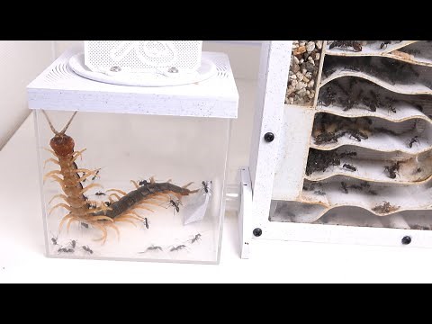 If you throw a giant centipede into an ant colony...