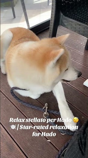 Relax stellato per Hado 😴🍽️ | Star-rated relaxation for Hado