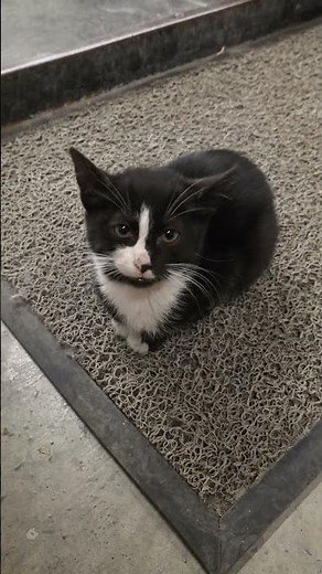 Gece Gelen Sessiz Misafirler: Yavru Kediler 🖤🤍