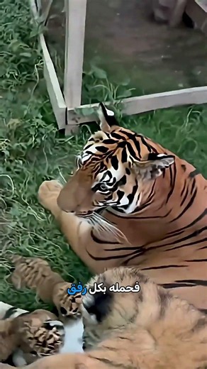 How the young man earned the mother tiger's trust 🐅❤️