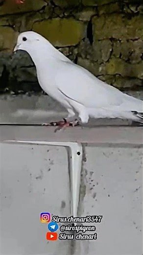 در اولین پرش ۷ ساعت پرید🪽| معرفی کبوتر های عمو سیروس🌹