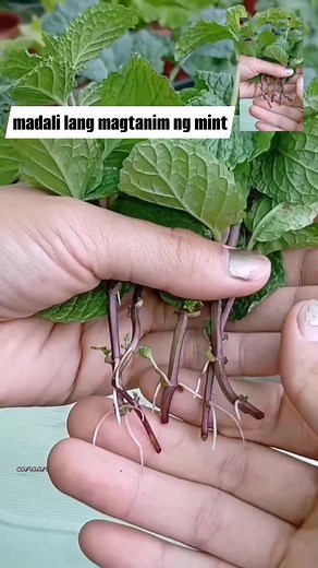 20K views · 155 reactions | easy planting homegrown mint #mint #gardeningtips #gardening #fypシ #fypviralシ #highlightsシ゚ #foryouシ #fblifestyle #thankfulness #sustainableliving #holiday #virals | Canaan All in One Fertilizer Original Direct Supplier | Facebook